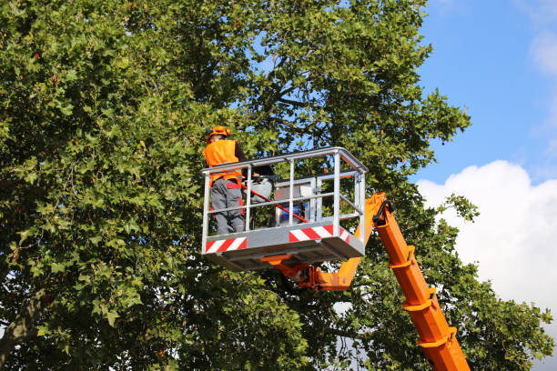 Best Fruit Tree Pruning  in Lafayette, CA